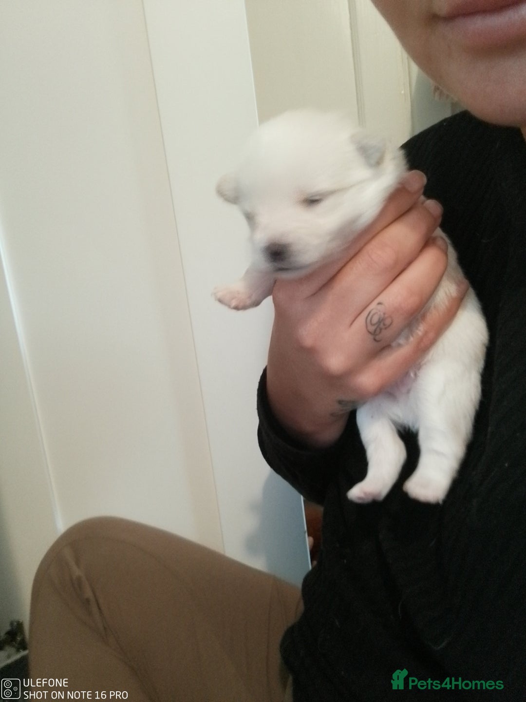 Mixed Breed dogs for sale: Jack Russel x Pomeranian  - Image 4