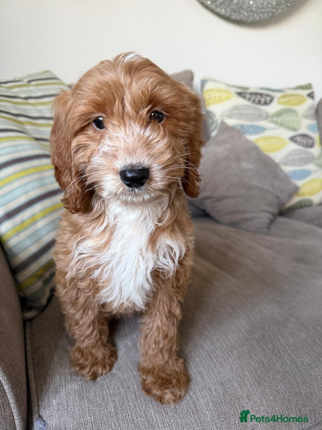 Cockapoo dogs for sale: F1 mixed coloured Cockapoo puppies - Advert 9