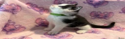 Mixed Breed cats for sale: 3 GORGEOUS KITTENS LEFT READY TOMORROW  - Advert 12