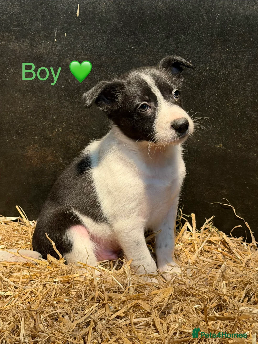 Mixed Breed dogs for sale: Chunky Tri coloured Collie pups for sale - Advert 1