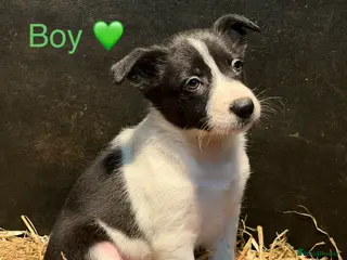 Mixed Breed dogs Chunky Collie pups for sale - Advert 1
