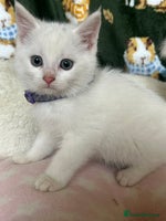 British Shorthair cats - Advert 1