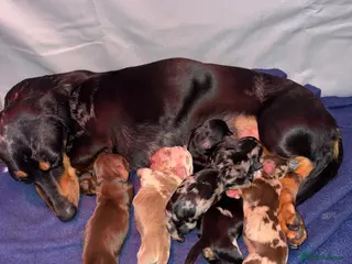 Miniature Dachshund dogs Miniature dachshund puppies - Advert 1
