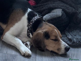 Beagle dogs Trio colour beagle - Advert 2