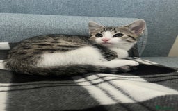 Mixed Breed cats for sale: Bengal x British long hair kittens  - Image 12