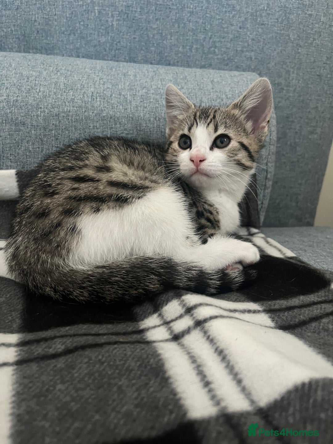 Mixed Breed cats for sale: Bengal x British long hair kittens  - Image 12