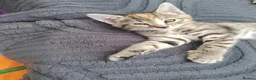Mixed Breed cats for sale: One beautiful girl - Advert 7
