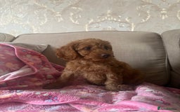 Cockapoo dogs for sale: READY NOW red cockapoos  - Image 9
