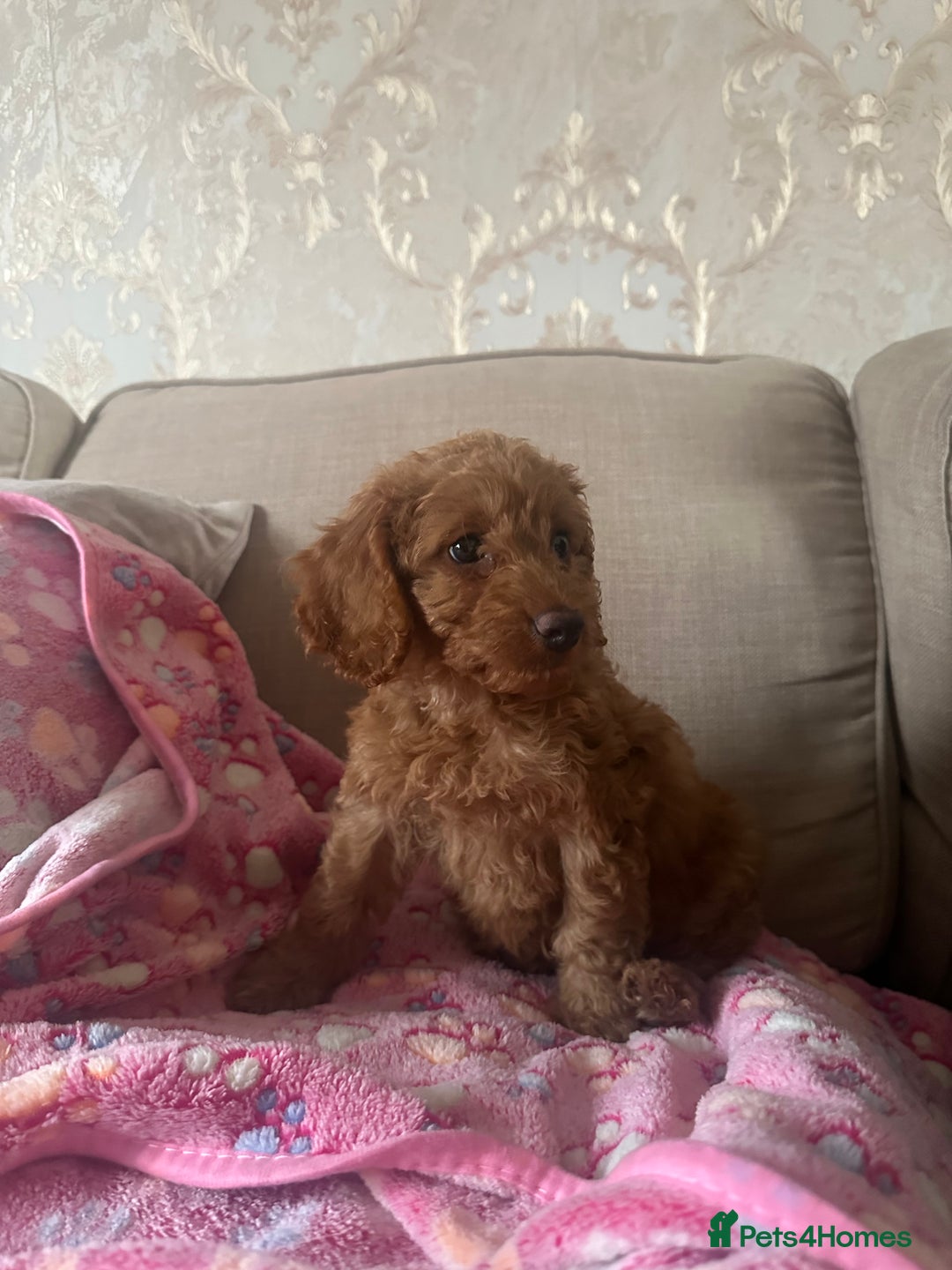 Cockapoo dogs for sale: READY NOW red cockapoos  - Image 9