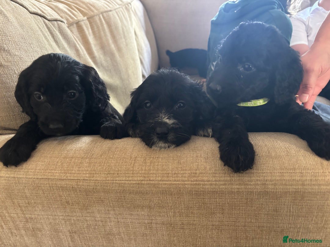 Goldendoodle dogs for sale: 12 Stunning Goldendoodles - Image 22