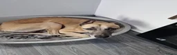 Whippet dogs for sale: Beautiful 3 year old boy needs forever home - Advert 13