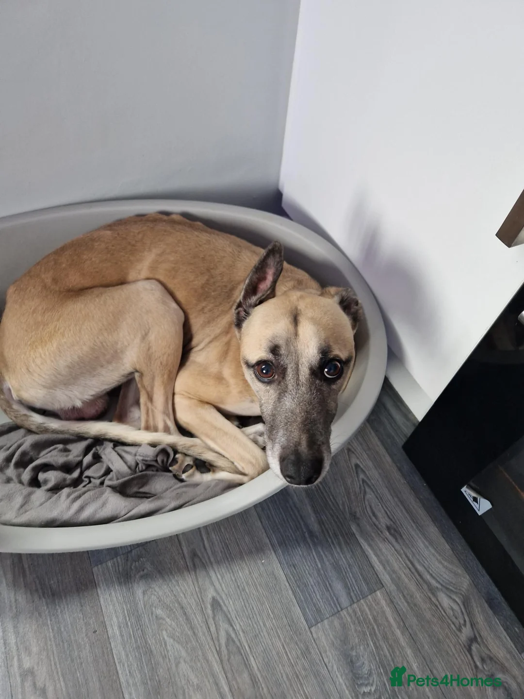 Whippet dogs for sale: Beautiful 3 year old boy needs forever home - Advert 13