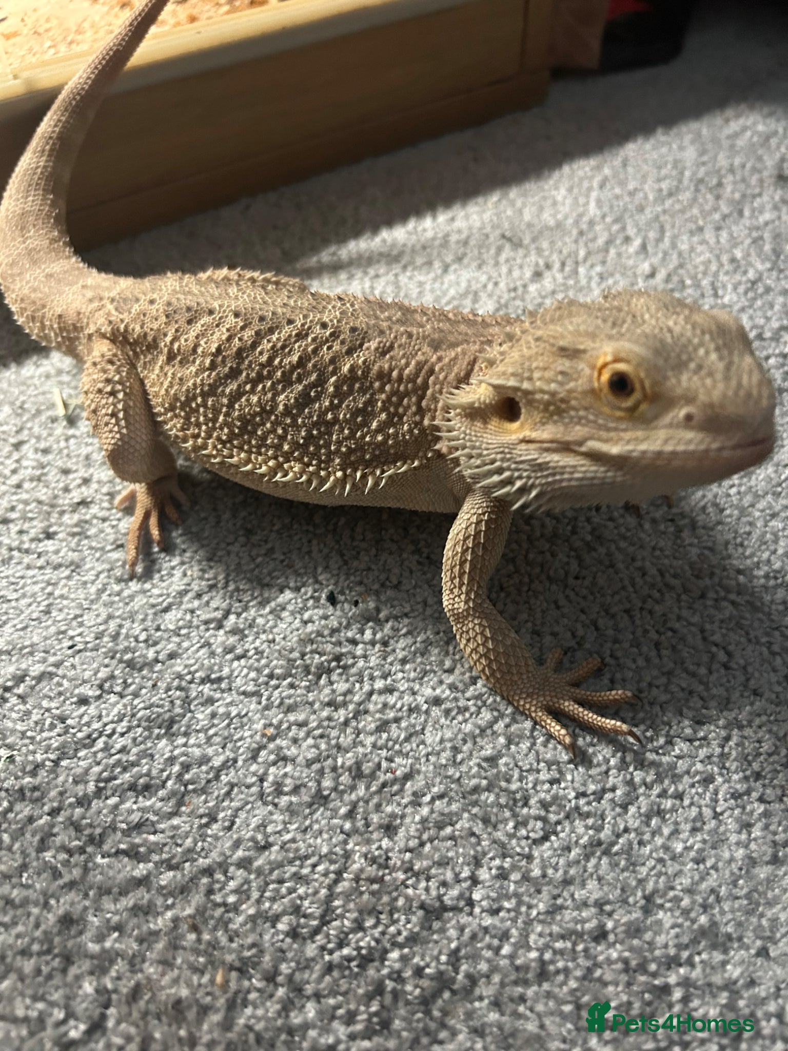 Bearded Dragon reptiles for sale: bearded dragon for sale  in Southampton - Advert 1