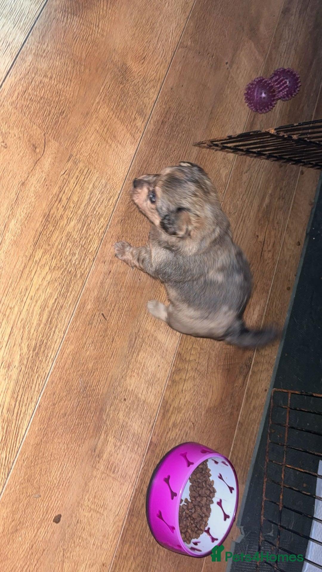 Chihuahua dogs for sale: MERLE CHIHUAHUAS 🐶 2 BOYS 1 GIRL STILL AVAILABLE - Advert 5