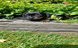 Miniature Dachshund dogs for sale: Smooth haired minature dacshund  - Image 15