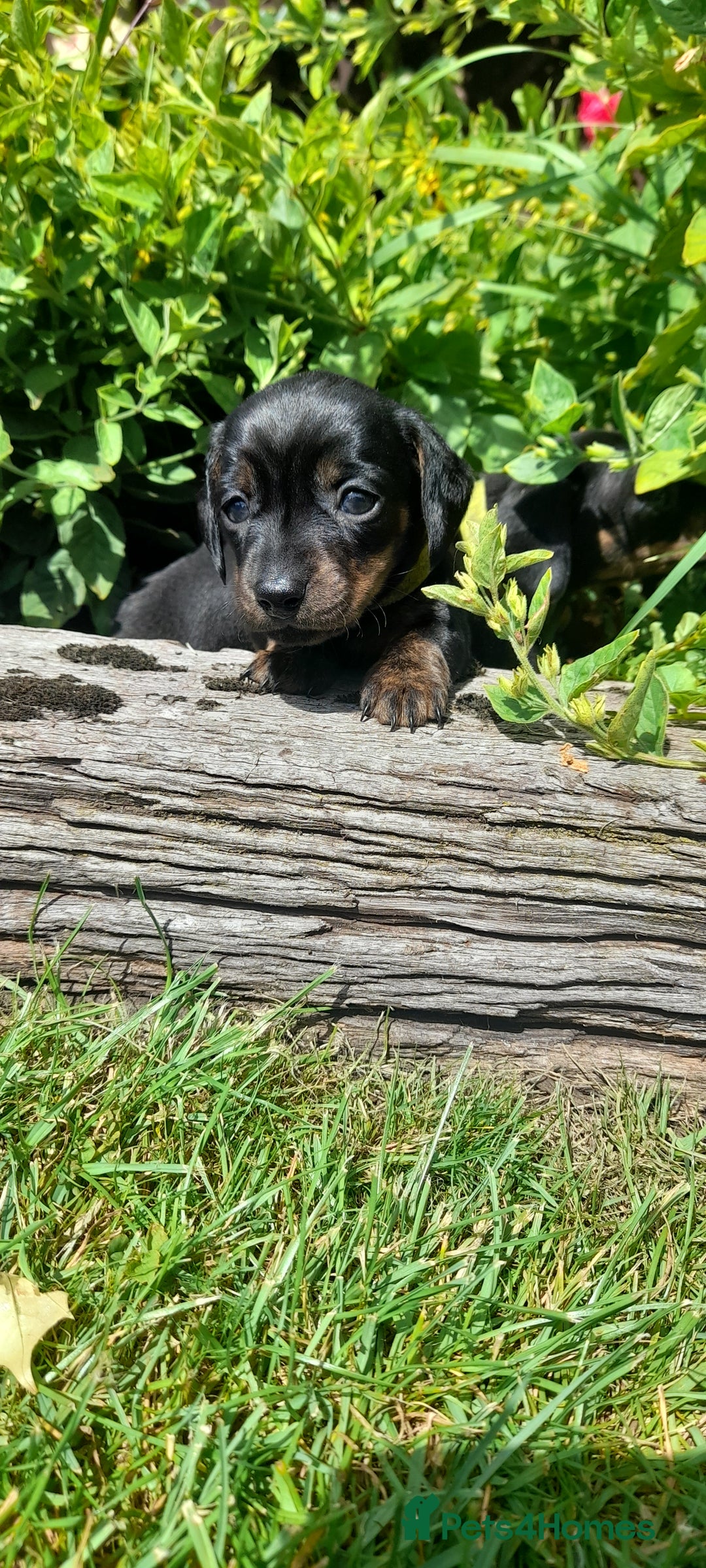 Miniature Dachshund dogs for sale: Smooth haired minature dacshund  - Image 15