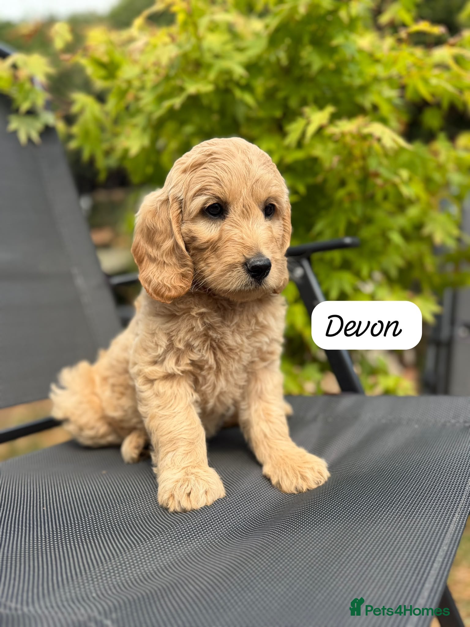 Goldendoodle dogs Beautiful Goldendoodle Puppies ready next week - Advert 3