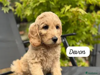 Goldendoodle dogs Beautiful Goldendoodle Puppies ready next week - Advert 3