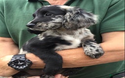 Cocker Spaniel dogs for sale: LAST PUPPY, READY 2 GO, 5* COCKER SPANIELS - Image 1
