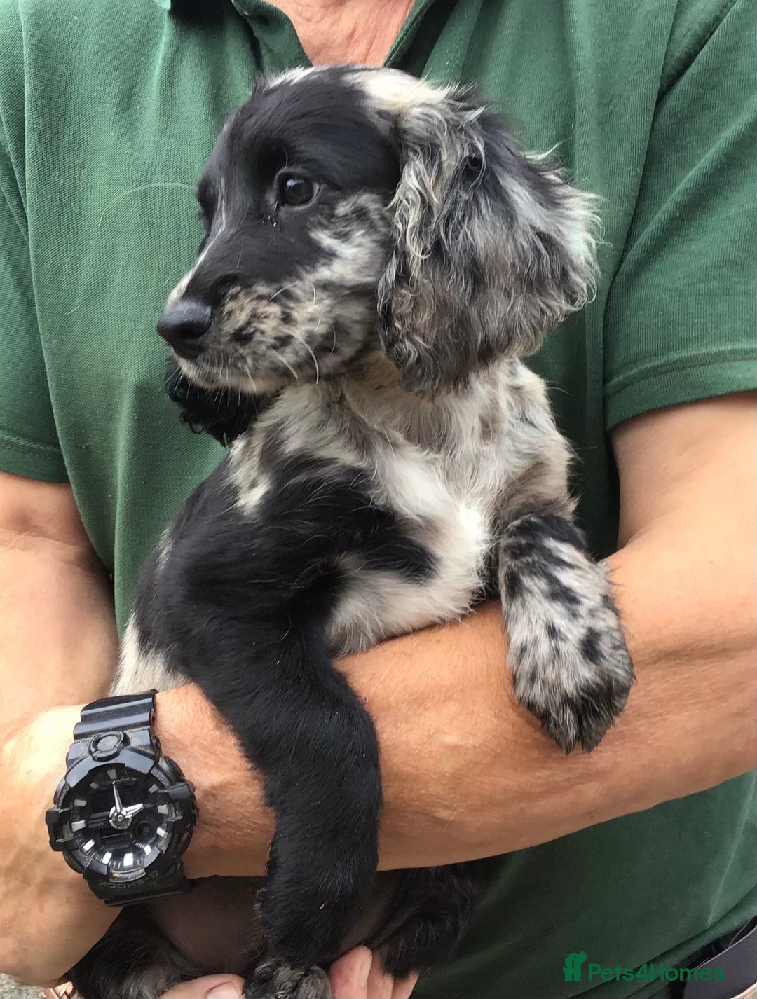 Cocker Spaniel dogs for sale: LAST PUPPY, READY 2 GO, 5* COCKER SPANIELS - Image 1