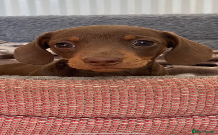 Miniature Dachshund dogs - Advert 2