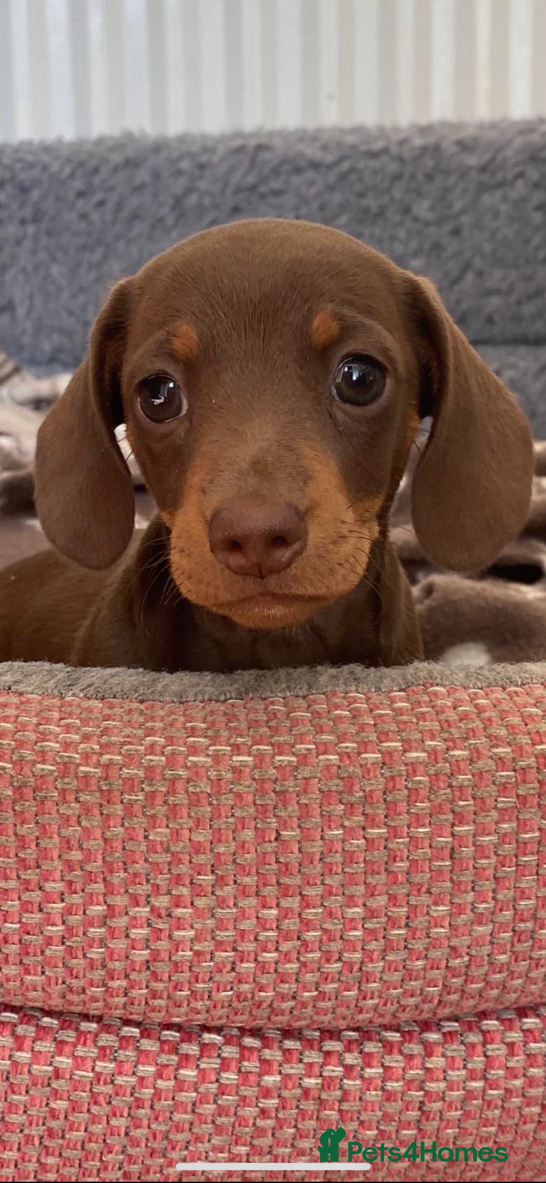 Pets4homes Kennel Club Miniature Dachshund Puppies Kennel Club