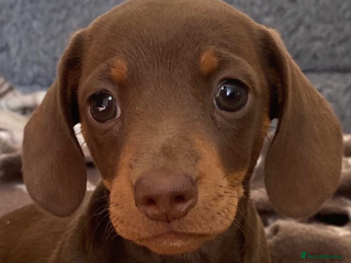 Miniature Dachshund dogs - Advert 5