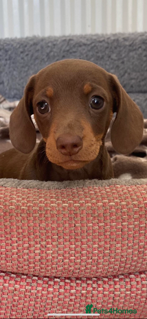Miniature Dachshund dogs - Advert 5