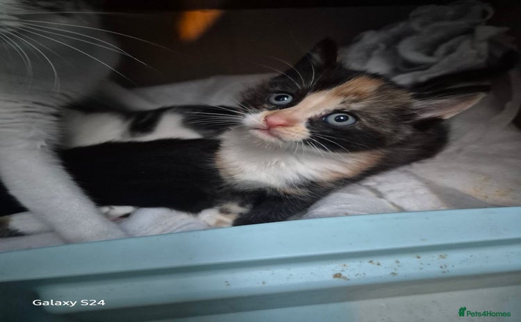 Mixed Breed cats for sale - Advert 1