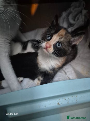 Mixed Breed cats for sale - Advert 1