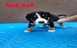 Entlebucher Mountain Dog dogs for sale: Entlebucher Mountain Dog - Image 5