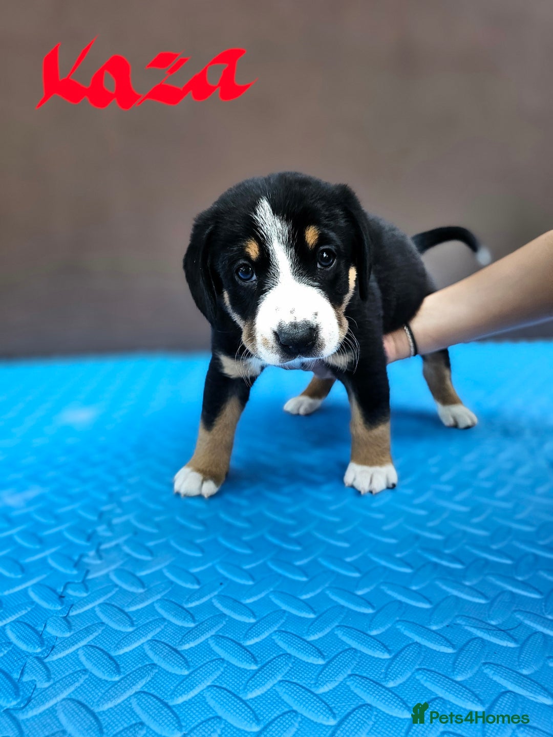 Entlebucher Mountain Dog dogs for sale: Entlebucher Mountain Dog - Image 5