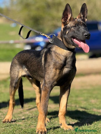 German Shepherds Belgian Malinois Puppies For Sale Olx Belgian