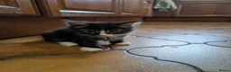 Maine Coon cats for sale: Ragdoll and Mane Clone mix parent  in Perth - Advert 33