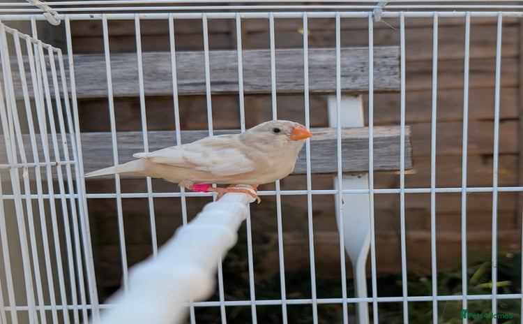 Finches birds - Advert 11