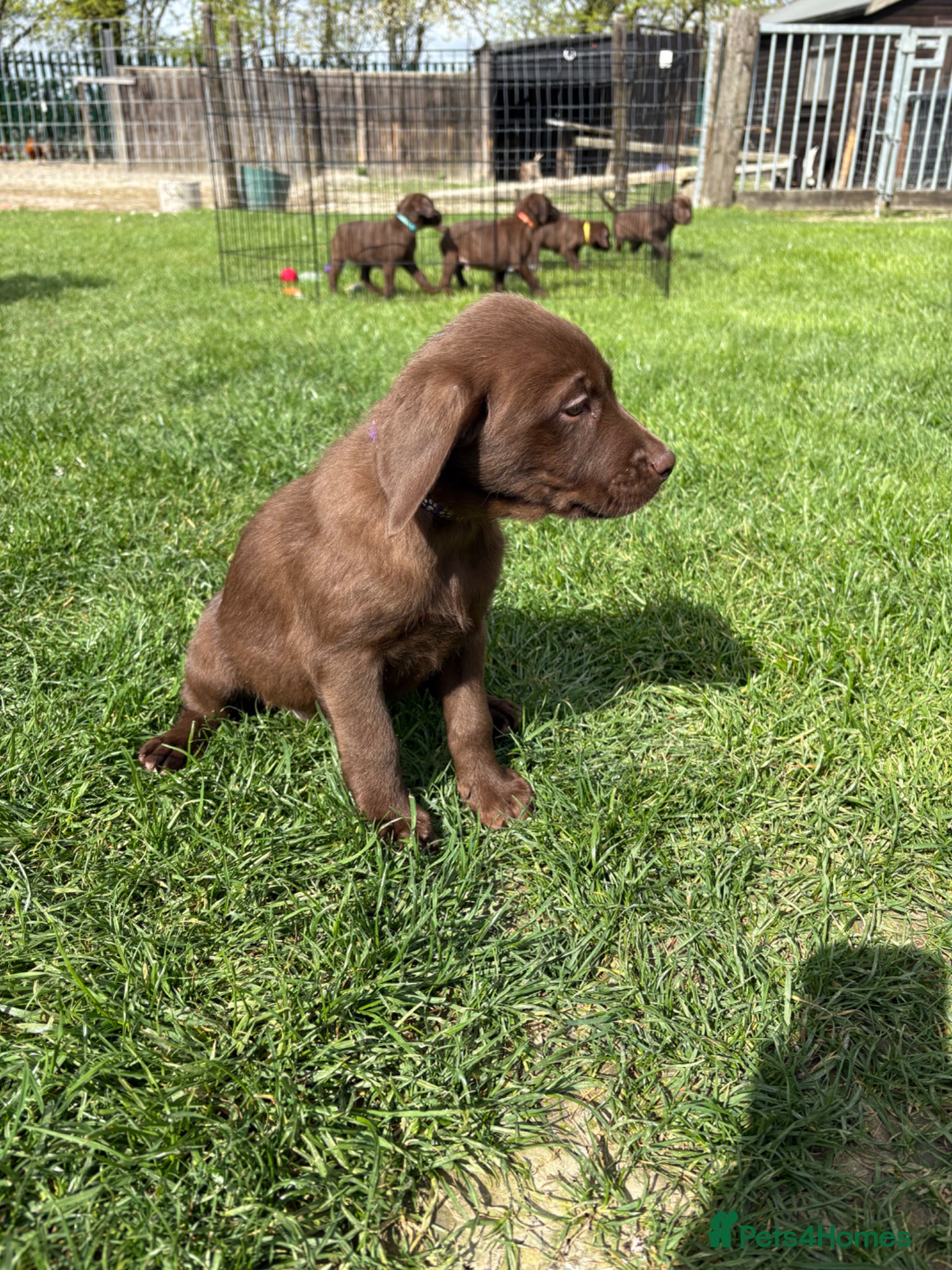 Labrador Retriever dogs 1 girl and 1 boy Chocolate Labrador Puppies - Advert 17