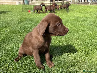 Labrador Retriever dogs 1 girl and 1 boy Chocolate Labrador Puppies - Advert 17