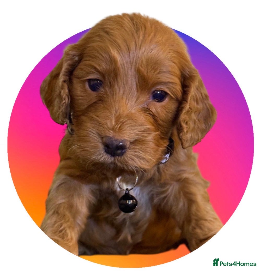 Cockapoo dogs Atlas’s Heart-Stealing Cockapoo Pups💕 - Advert 2