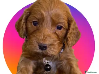 Cockapoo dogs Atlas’s Heart-Stealing Cockapoo Pups💕 - Advert 2