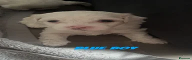 Maltese 2