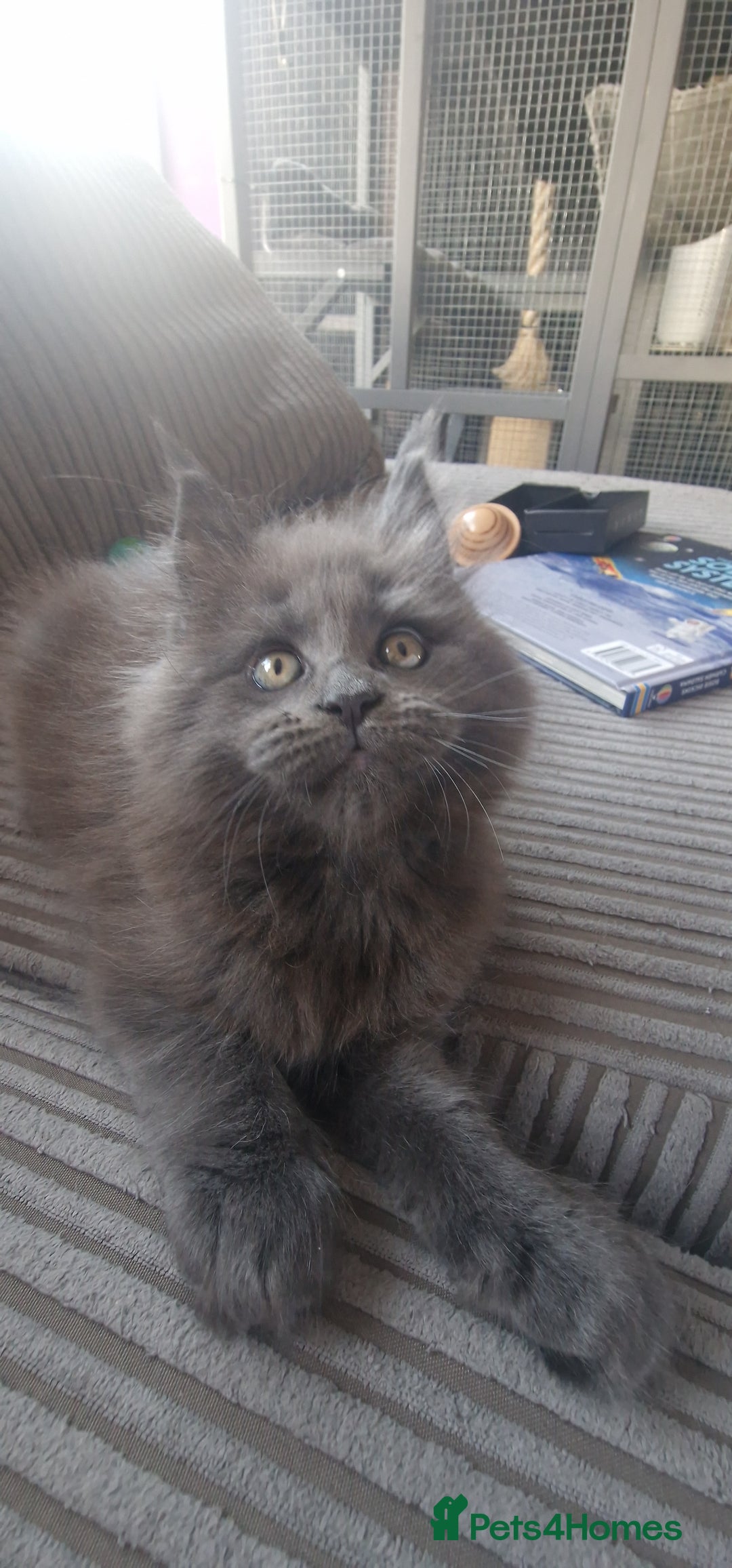 Maine Coon cats for sale: Blue Smoke Pure Breed Maine Coon Kittens Available - Advert 5