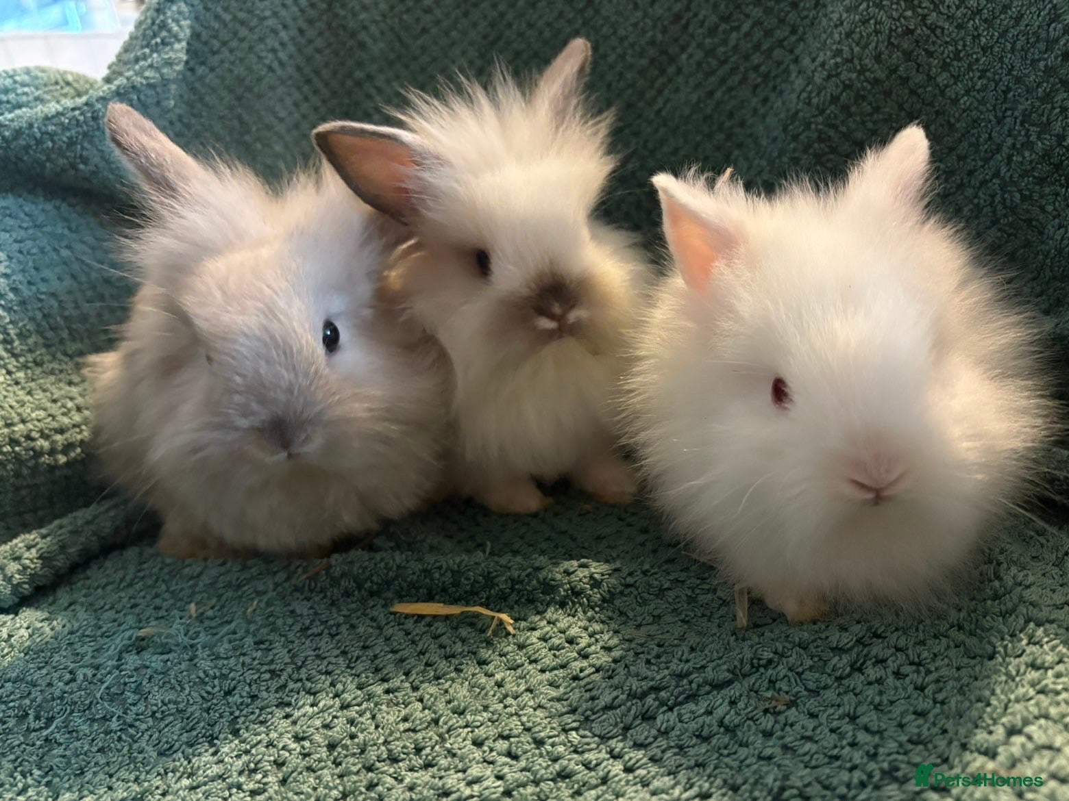 Mixed Breed rabbits 2x Mini lop cross lion head.  1x white lion head - Advert 1