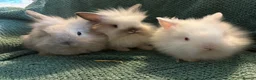 Mixed Breed rabbits for sale: 2x Mini lop cross lion head.  1x white lion head - Advert 1