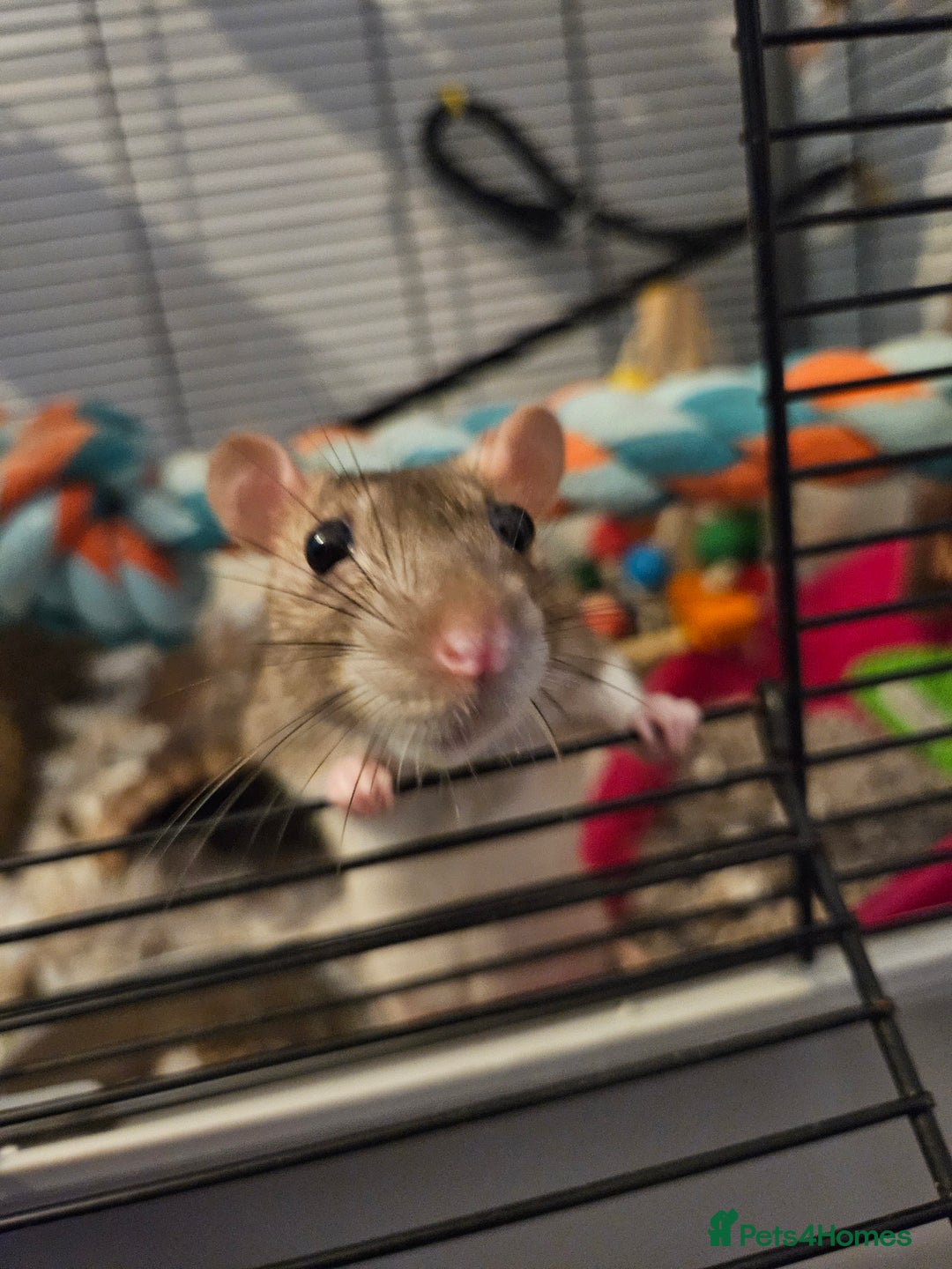 Rat rodents for sale: 2 female rats  - Image 4