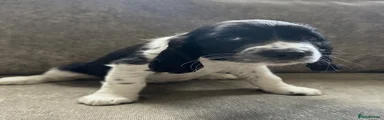 Sprocker 2