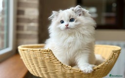 Ragdoll cats for sale: Blue lynx BIC girl  - Image 5