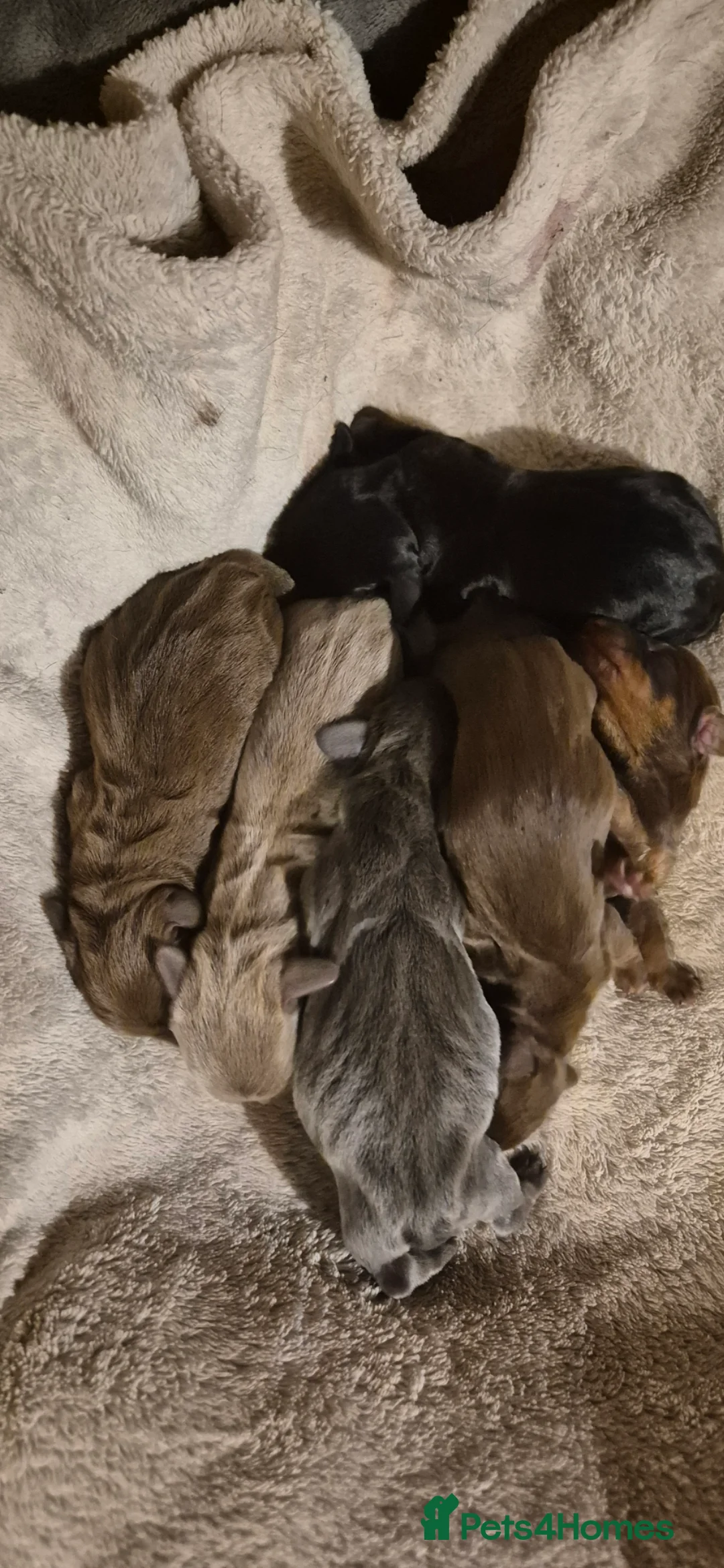 Miniature Dachshund dogs for sale: Beautiful dachshund pups - Advert 10