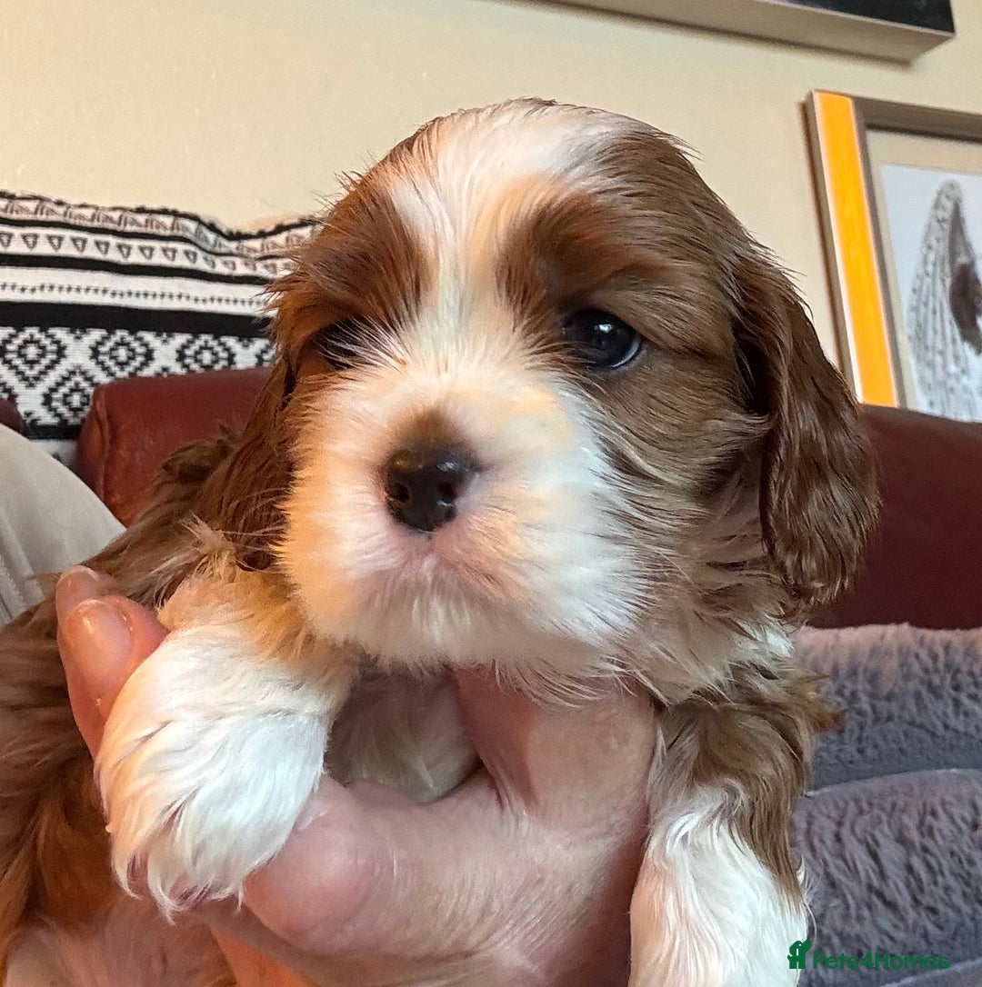 Cavalier King Charles Spaniel dogs for sale: Pedigree King Charles cavaliers - Image 5