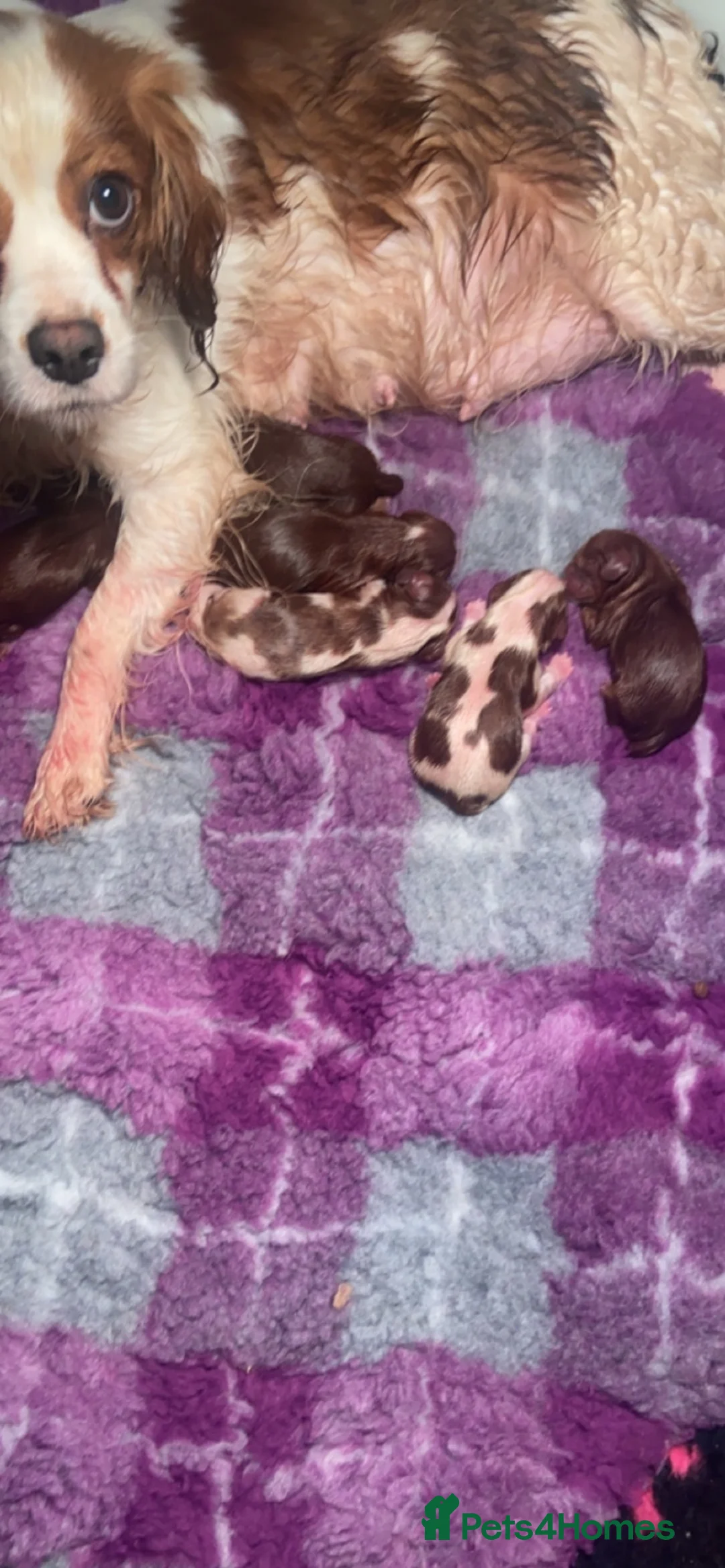 Cavalier King Charles Spaniel dogs for sale: Beautiful Cavalier King Charles  - Advert 9