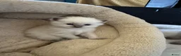 Ragdoll cats for sale: Beautiful Ragdoll  - Advert 8